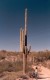 Thumbs/tn_180.Organ Pipe Cactus Natl. Mon.jpg